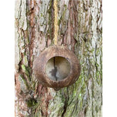 100% Natur: Vogelfutterhaus aus Kokosnussschale